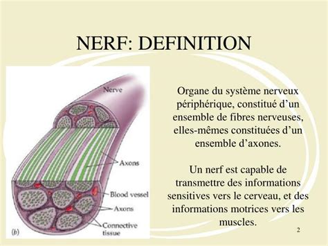 Nerf Definition & Meaning .
